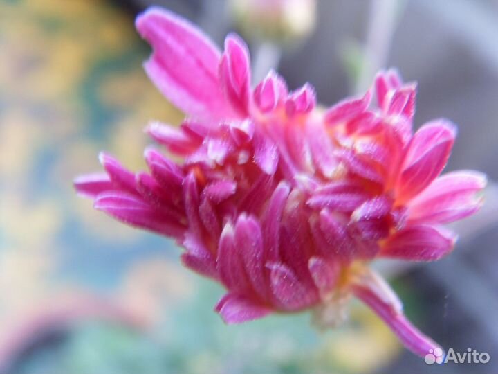 Эсхинантус цветок и хризантема домашняя цветок