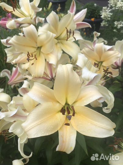 Садовые многолетники