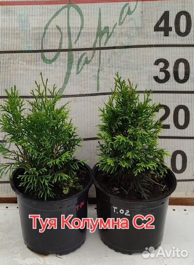 Саженцы хвойников на новый год в горшках