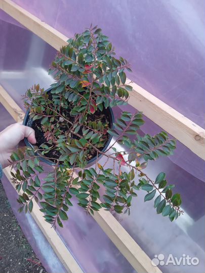 Лагерстремия индийская сирень