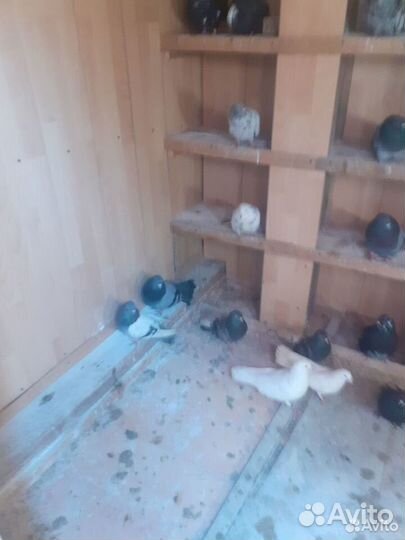 Николаевские голуби