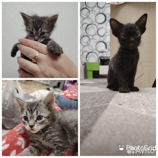 Котята в добрые руки бесплатно