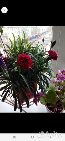 Гвоздика комнатная