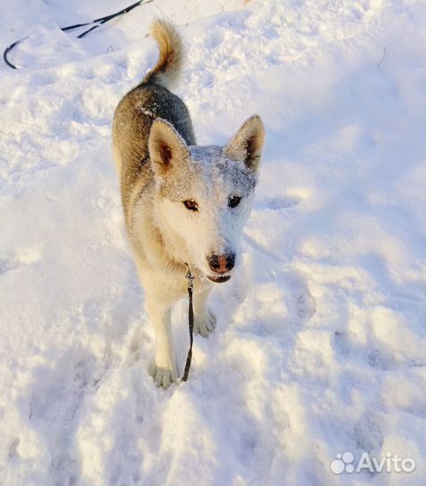 Щенок-подросток