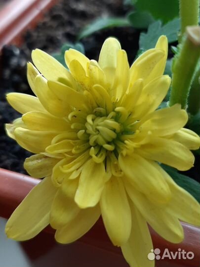 Хризантемы мультифлора