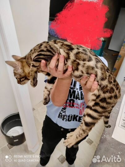 Бенгальская кошка
