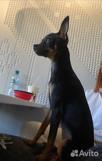 Русский той-терьер мини