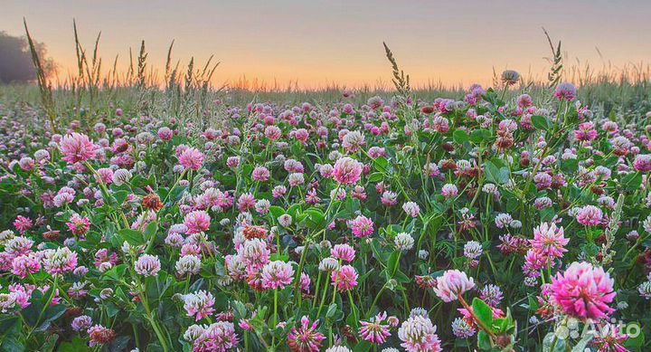 Семена Клевера Розового Гибридного опт