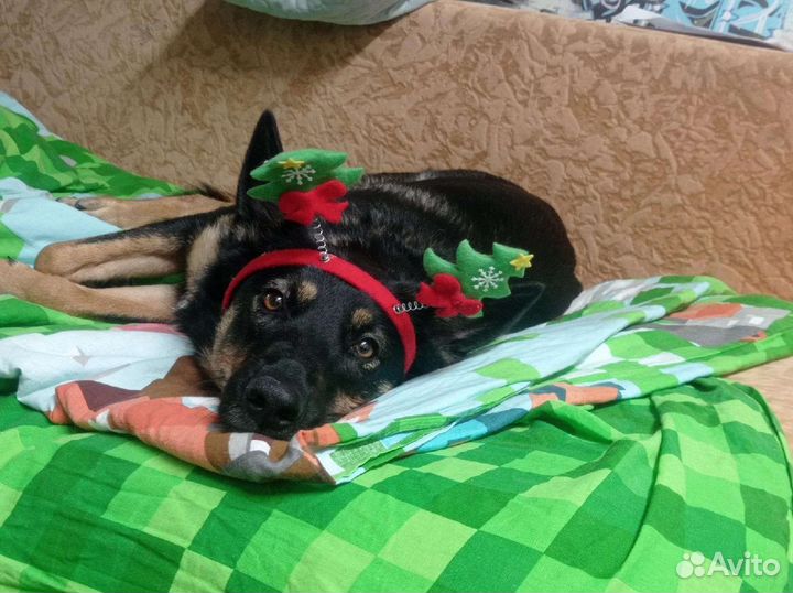 Передержка собак и кошек