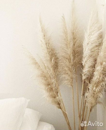 Пампасная трава