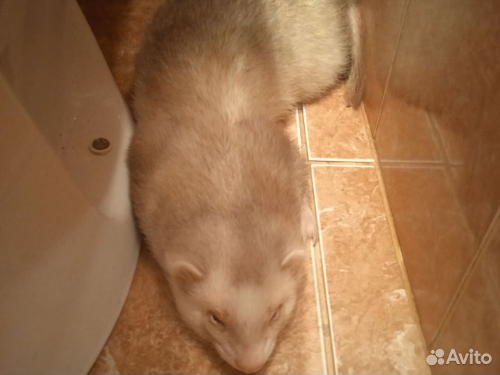 Хорёк вязка