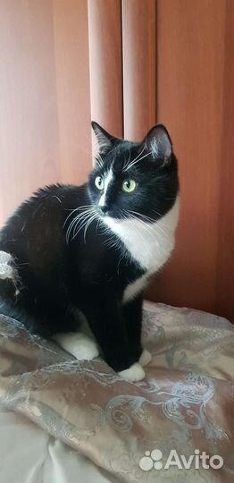 Кошка курильский бобтейл девочка 8мес привита Шаня