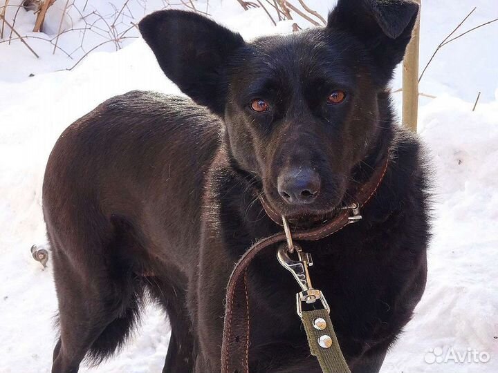 Красавица Кармен ждет вас в приюте