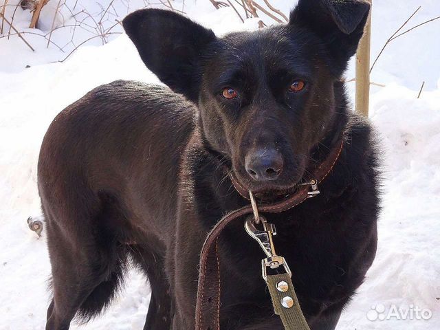 Красавица Кармен ждет вас в приюте