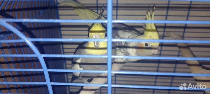 Попугай корелла девочка и мальчик