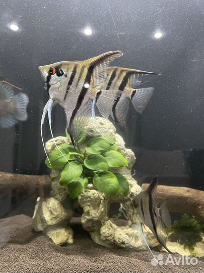 Рыбки скалярии