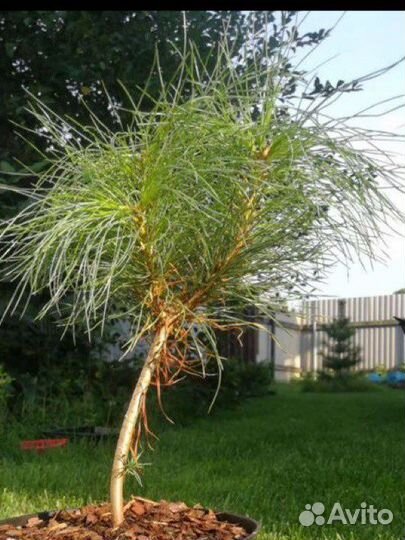 Сосна гималайская