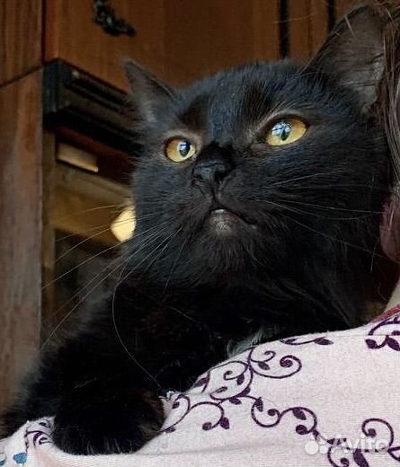 Кошка в добрые руки