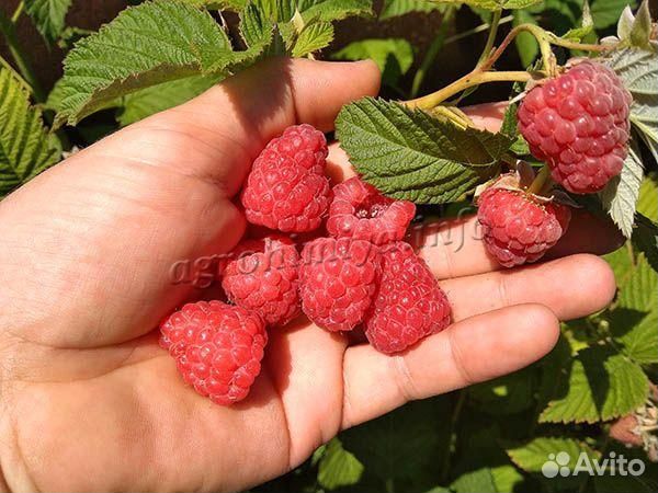 Ремонтантная малина