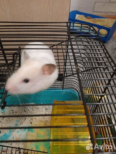 Сирийский хомяк с клеткой