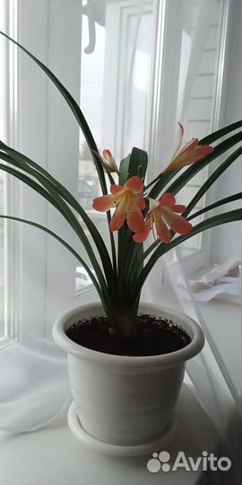 Комнатные цветы(Кливия)