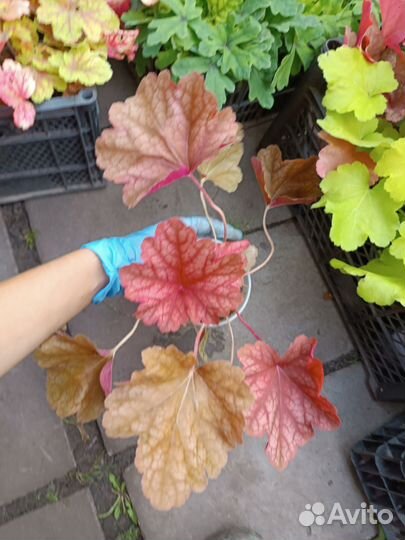 Саженцы гейхеры