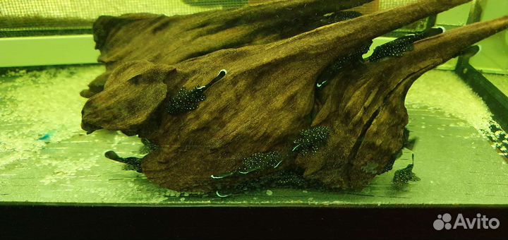 Анциструс звездчатый L181