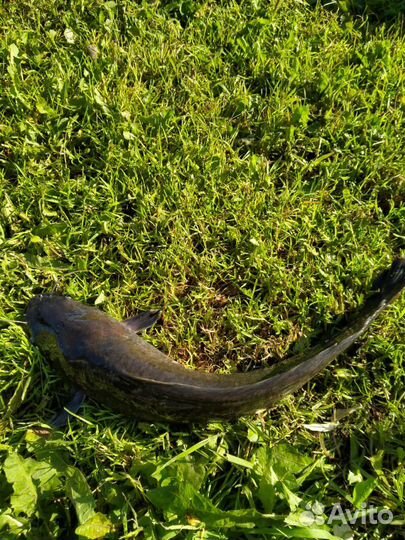 Клариевый африканский сом