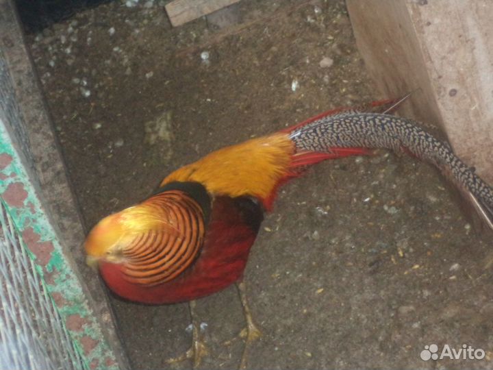 Фазаны-много видов-золотые,серебряные,королевские