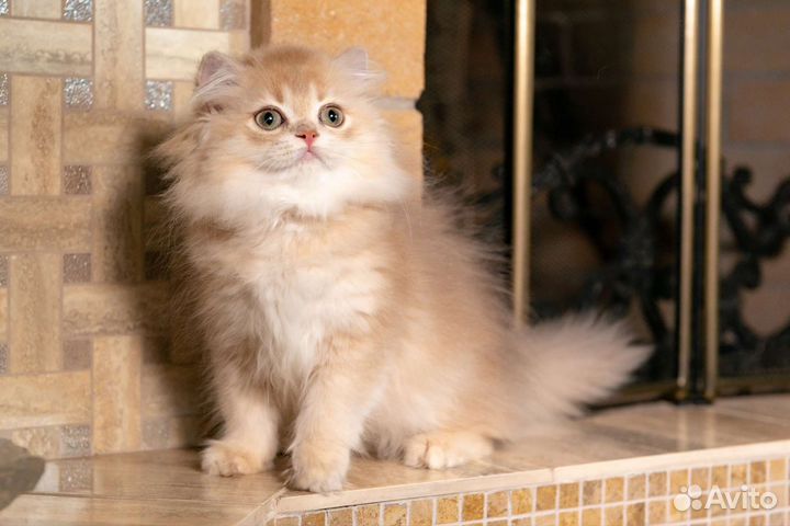 Британская девочка cy12