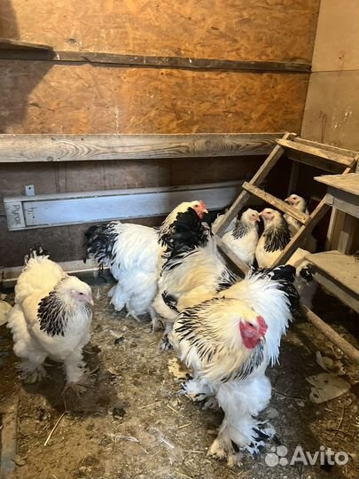 Инкубационное яйцо кур