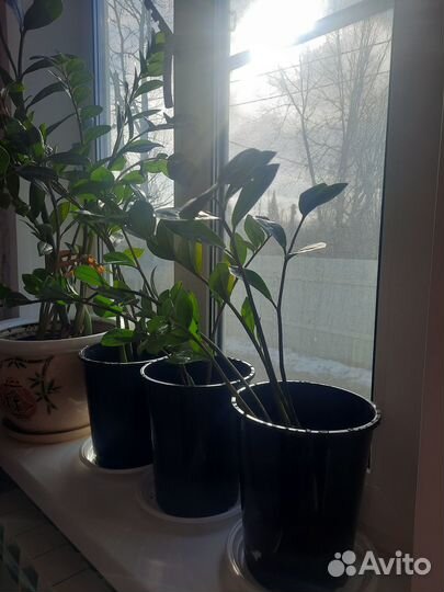 Замиокулькас