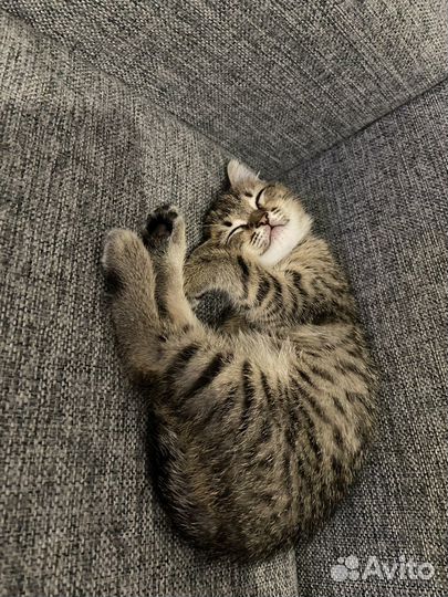 Шотланский котенок