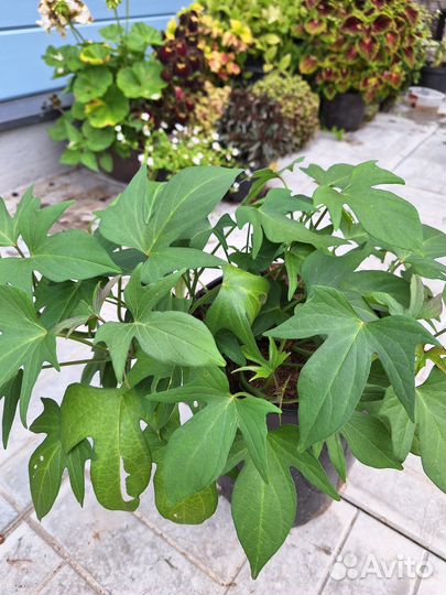 Ипомея батат 5сортов