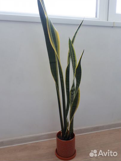 Сансевьерия трехполосная