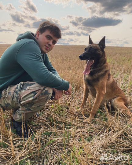 Услуги кинолога