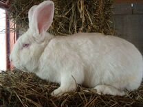 Кролик породы белый панон,калифорнийский
