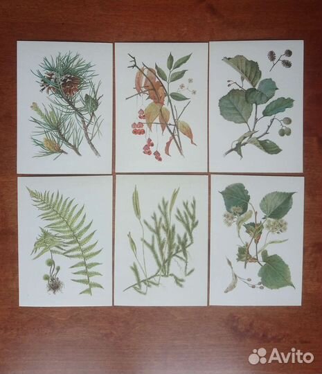 Открытки растения леса