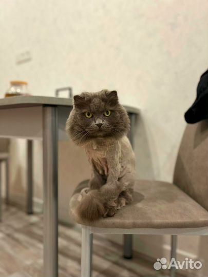 Груминг кошек с выездом на дом без наркоза