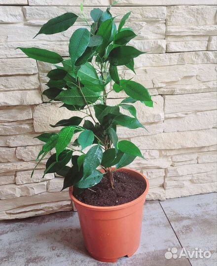 Фикус бенджамина 