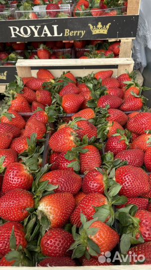 Клубника свежая очень сладкая