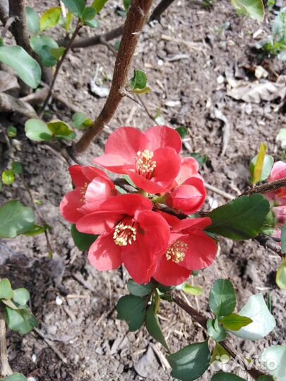 Айва японская