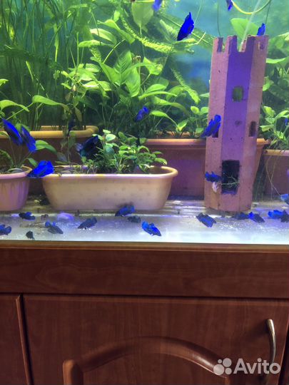 Аквариумная рыбка Петушок,Анциструсы,Расте