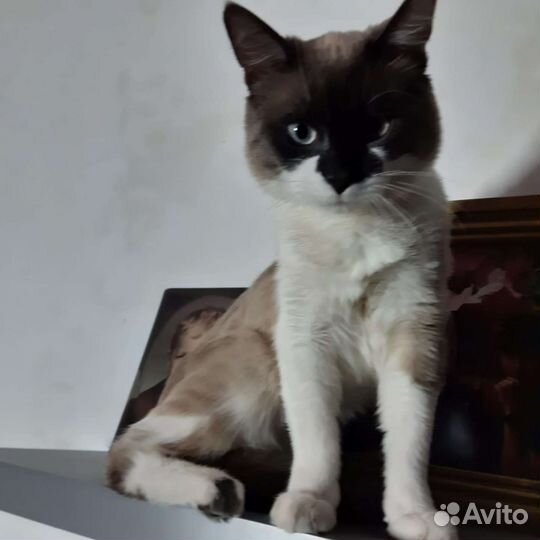 Сиамский кот вязка