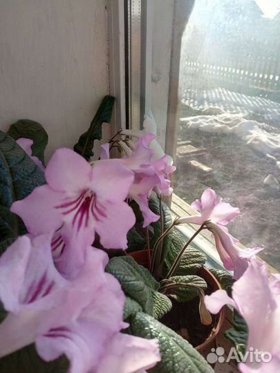 Стрептокарпусы