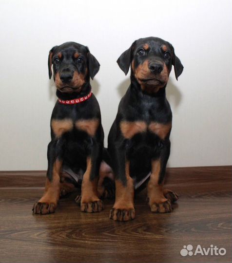 Щенки добермана