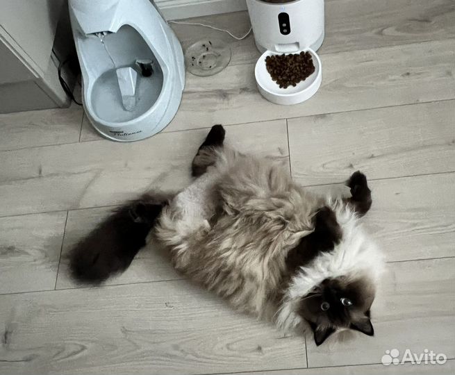 Автопоилка для кошки