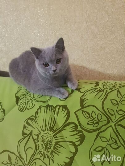 Британская