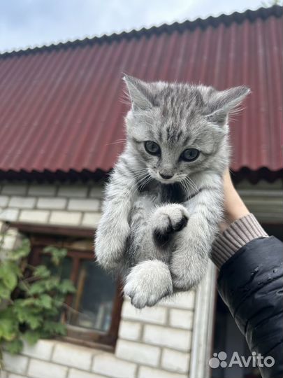 Котенок мальчик от британской кошки