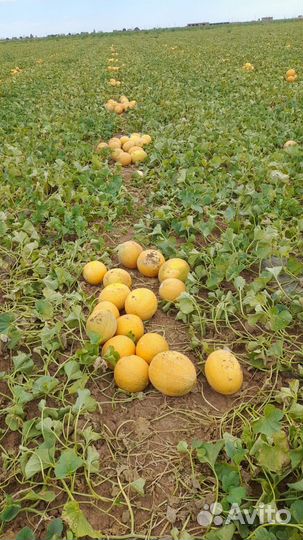 Дыни Рыжики